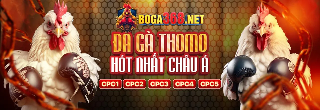 Đá gà trực tuyến i5bet chính thức